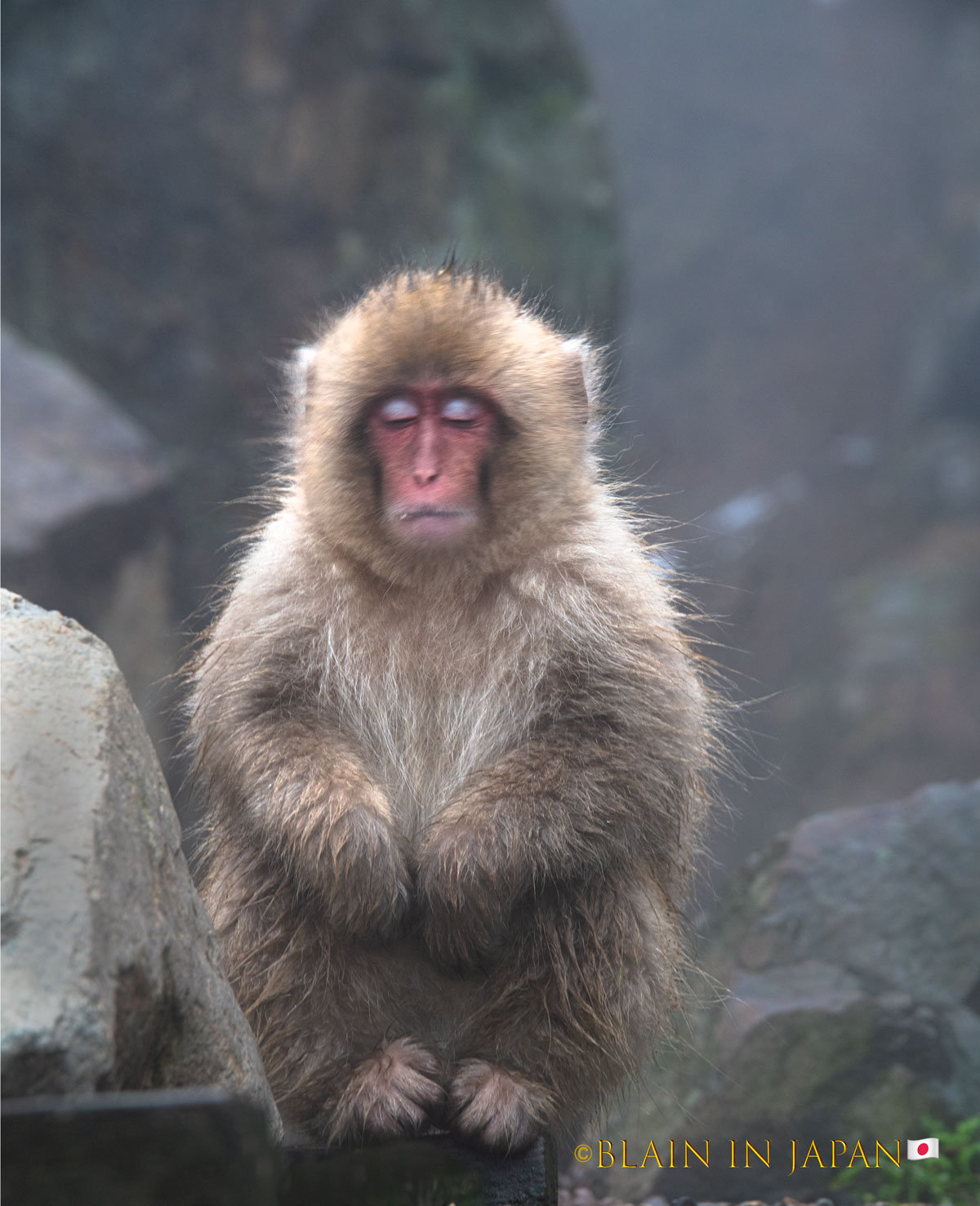 Snow Monkey Photo Tour Japan - Niigata, Nagano, or Anywhere Across ...