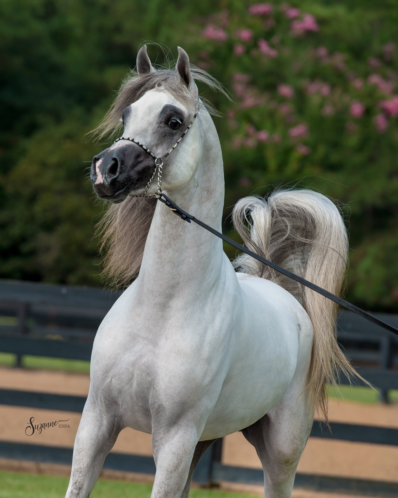 arabian gallery ii - EQUINE PHOTOGRAPHY by SUZANNE, Inc.