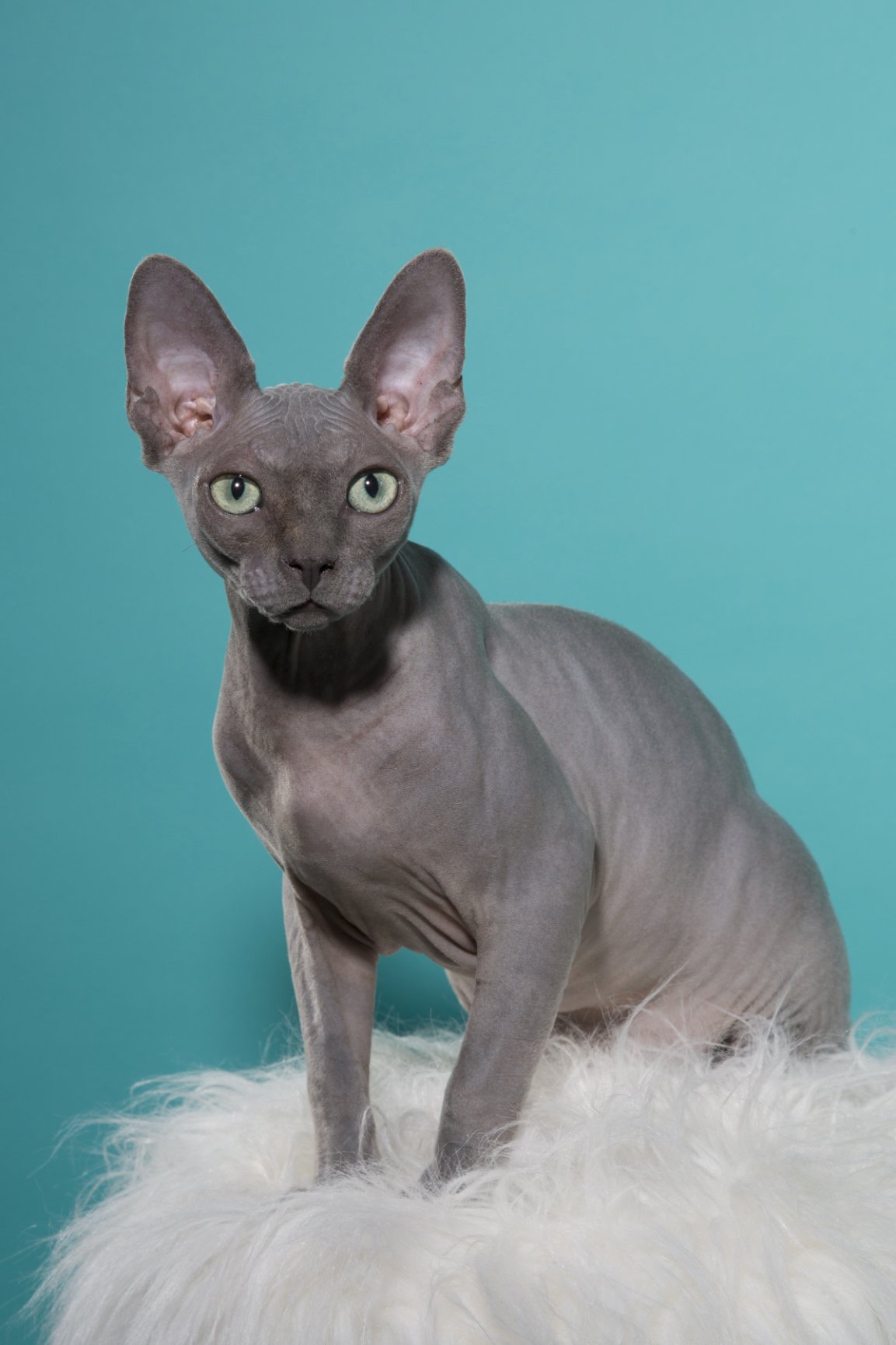 The Sphynx Collection Los Angeles Pet Photography of Diana Lundin