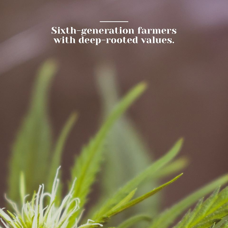 Green Compass Global CBD Reflections by Rhiannon