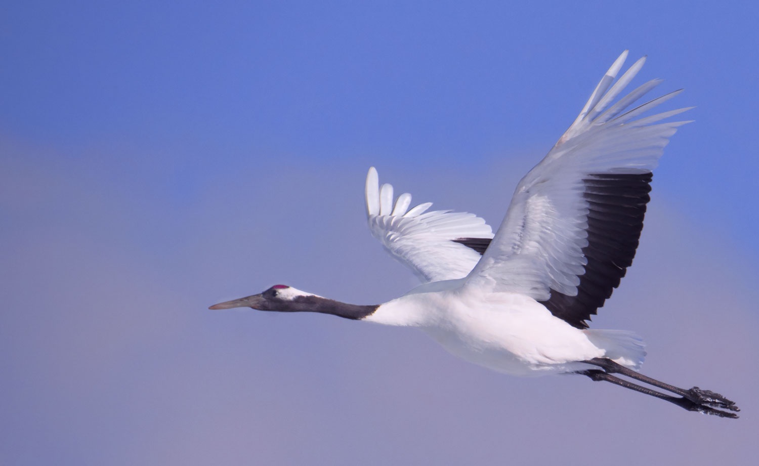 RedCrowned Crane Hokkaido Japan