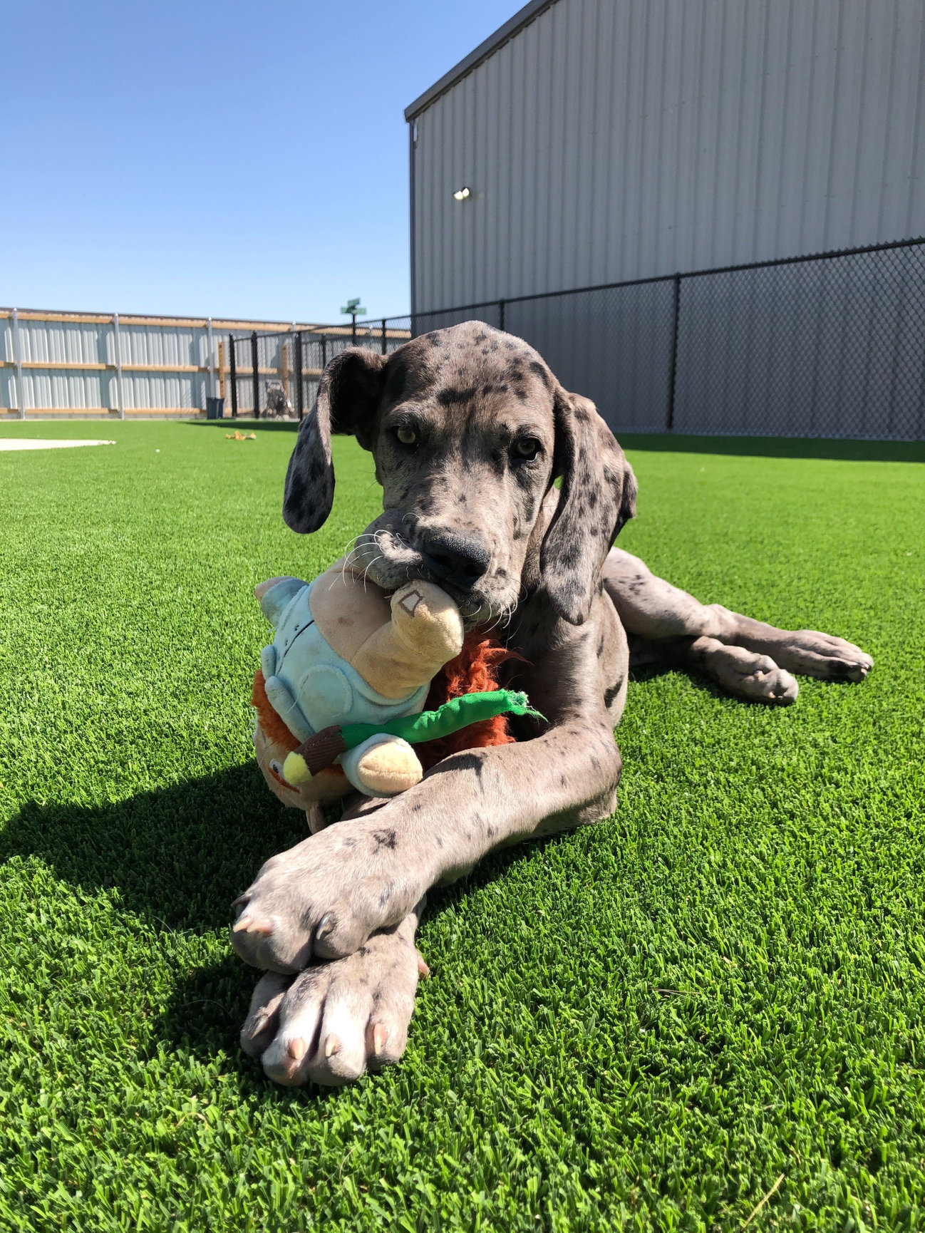 DAYCARE Amarillo Fetch