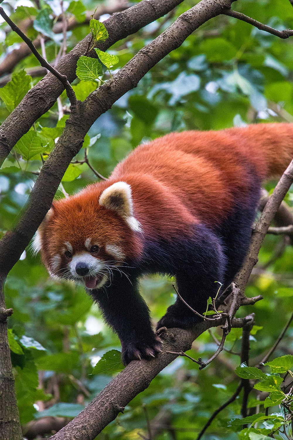 Red panda - Jim Zuckerman photography & photo tours