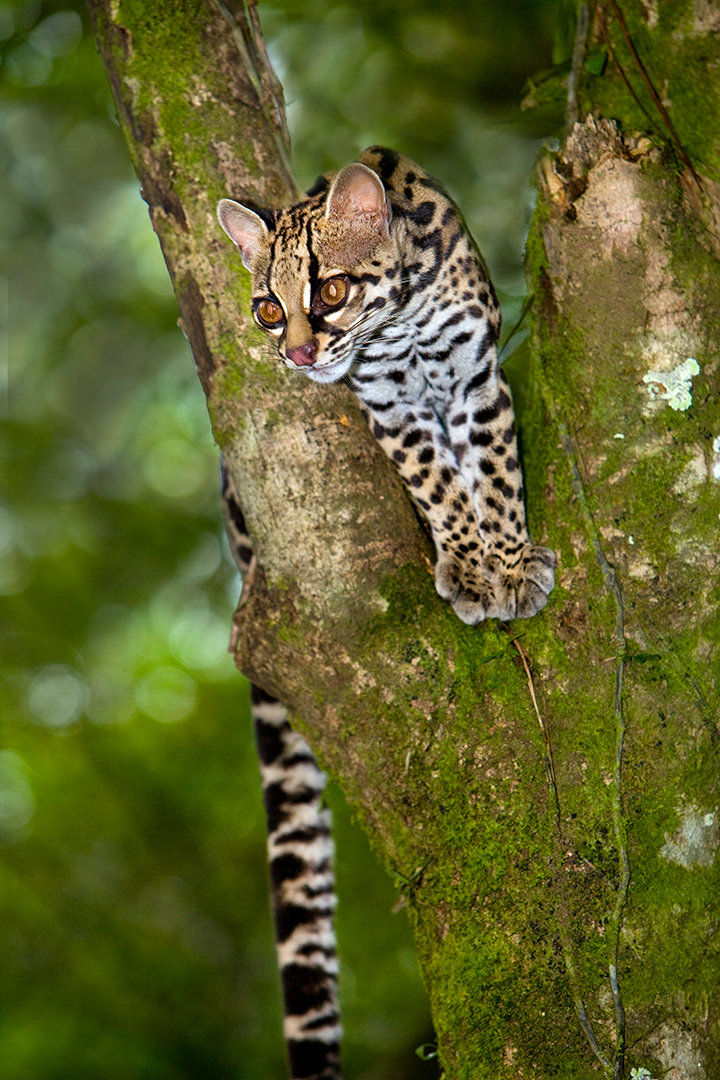 A rarely seen jungle cat Jim Zuckerman photography & photo tours