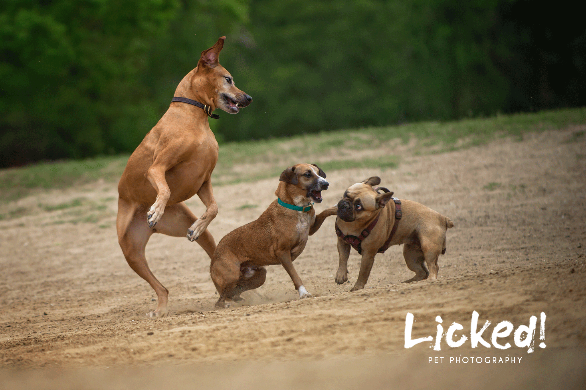 James Island Dog Park I.I!