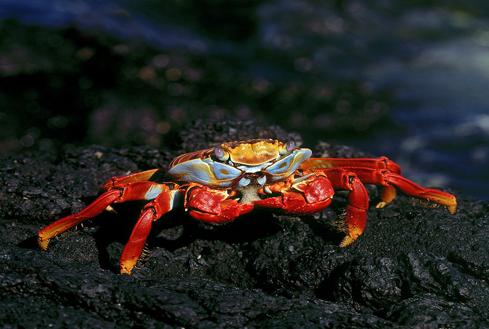 Galapagos Islands - Jim Zuckerman photography & photo tours