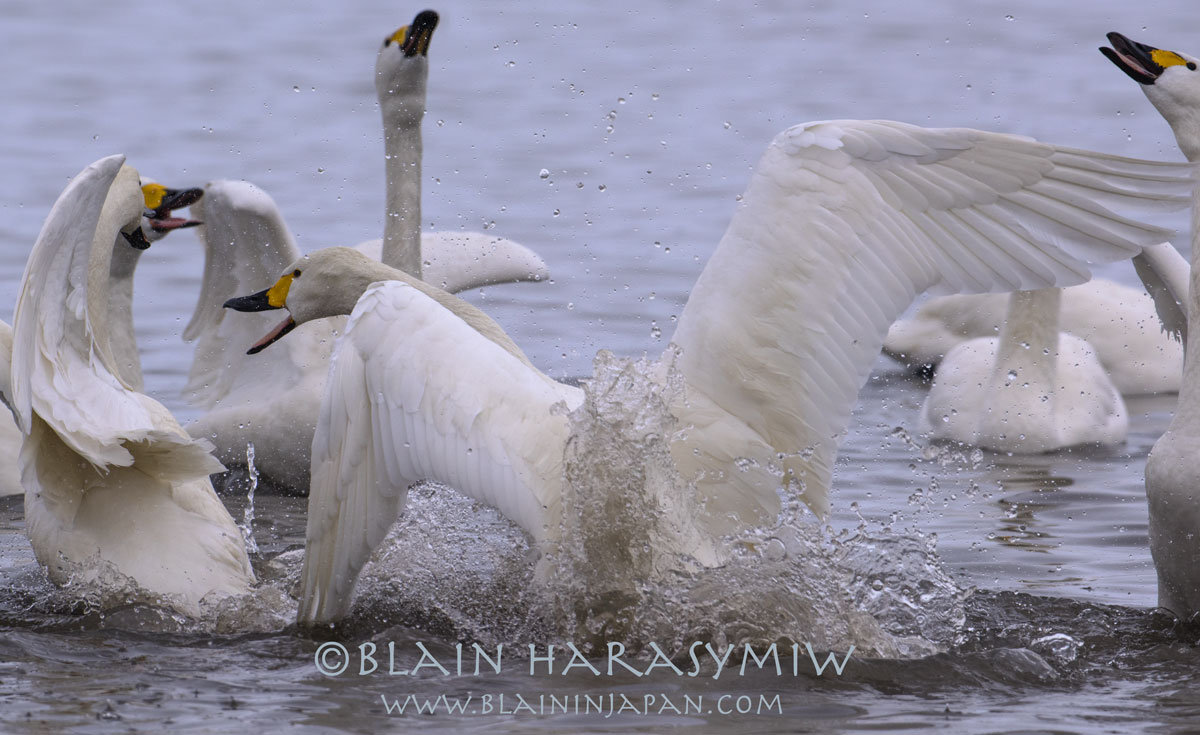 Niigata S Whooper Swan Birding Paradise Niigata Tour Photography Workshop Blain Harasymiw Photography