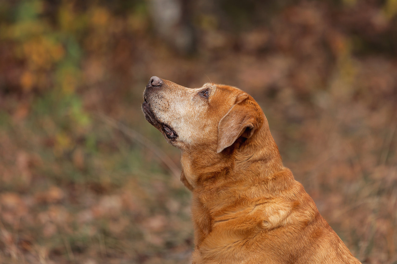 best pet photographer wisconsin, pet photographer near me, pet photography appleton