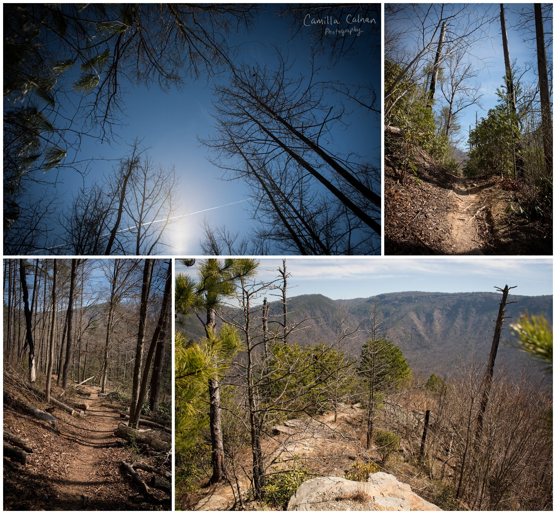 Daffodil Flats at the Linville Wilderness Area in North Carolina