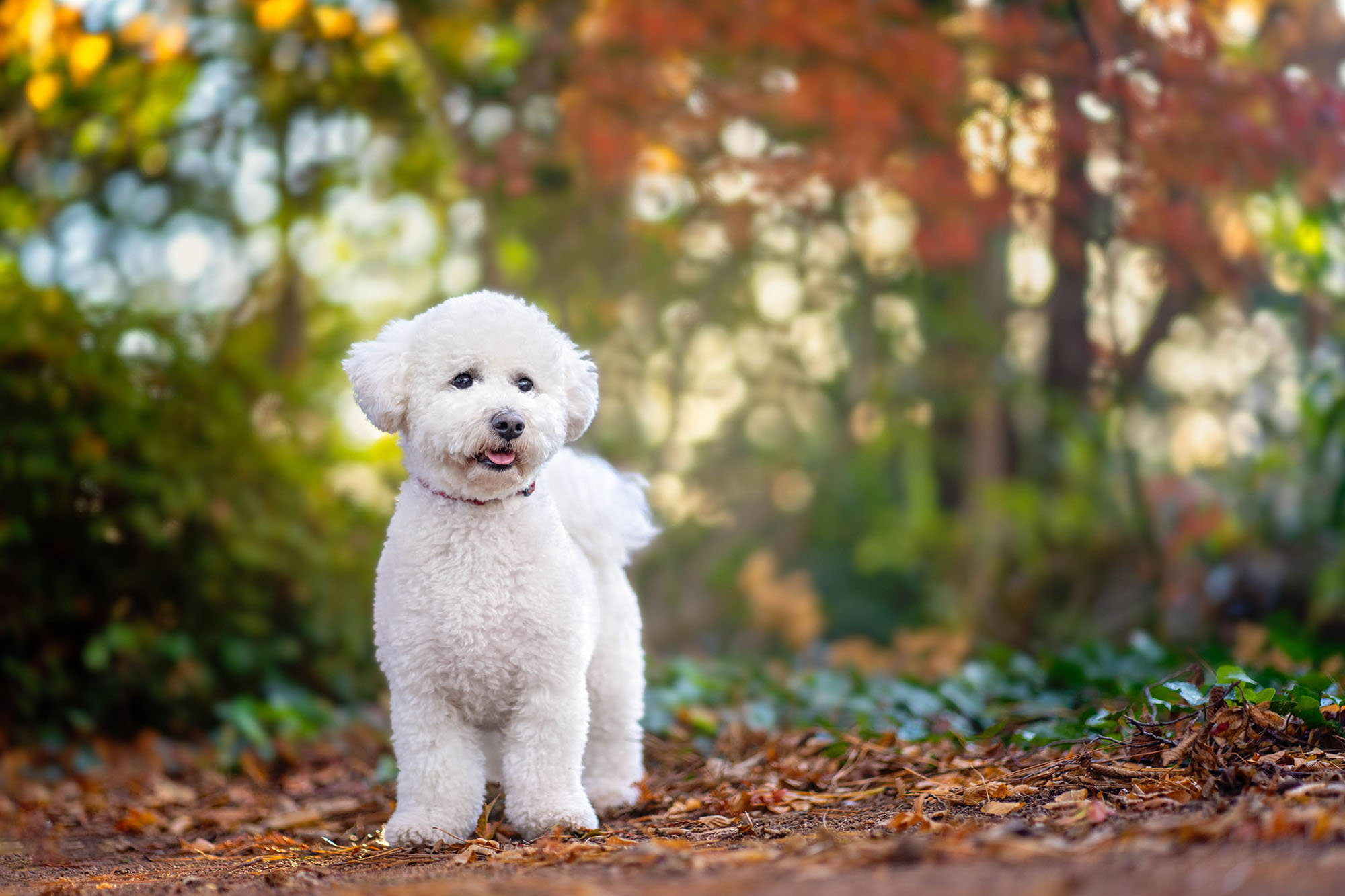 My favourite places to take my dogs for walks