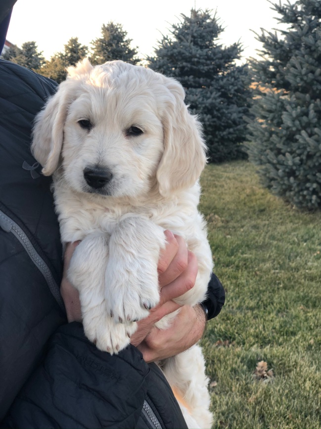 ENGLISH CREAM GOLDEN RETRIEVERS - Flint Ridge Goldens