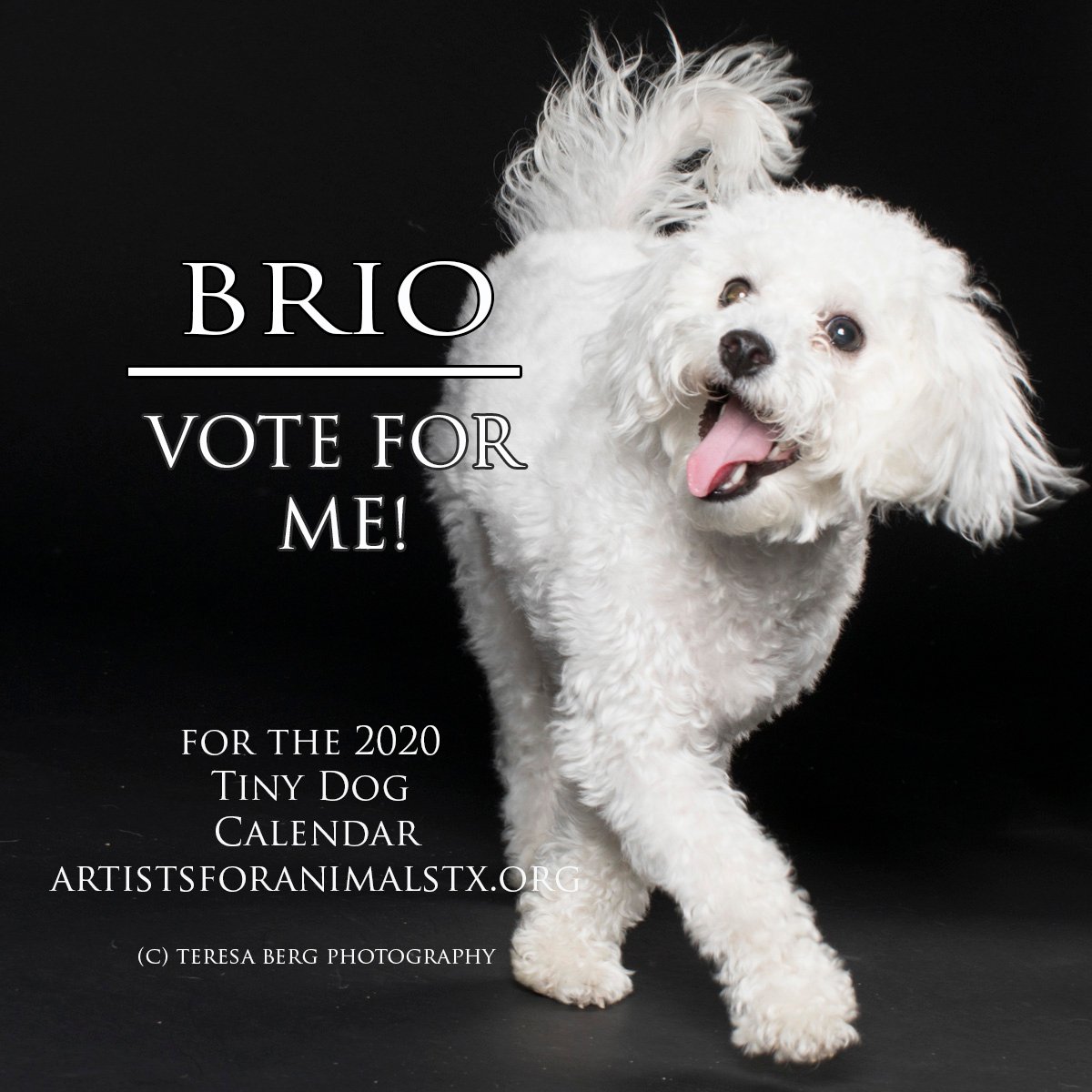 The 2020 Tiny Dog Calendar Contest is Live! Teresa Berg Photography