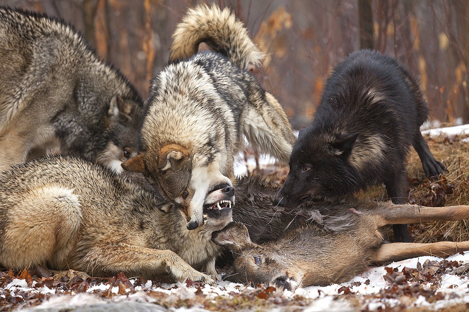 North American Wildlife - Jim Zuckerman photography & photo tours