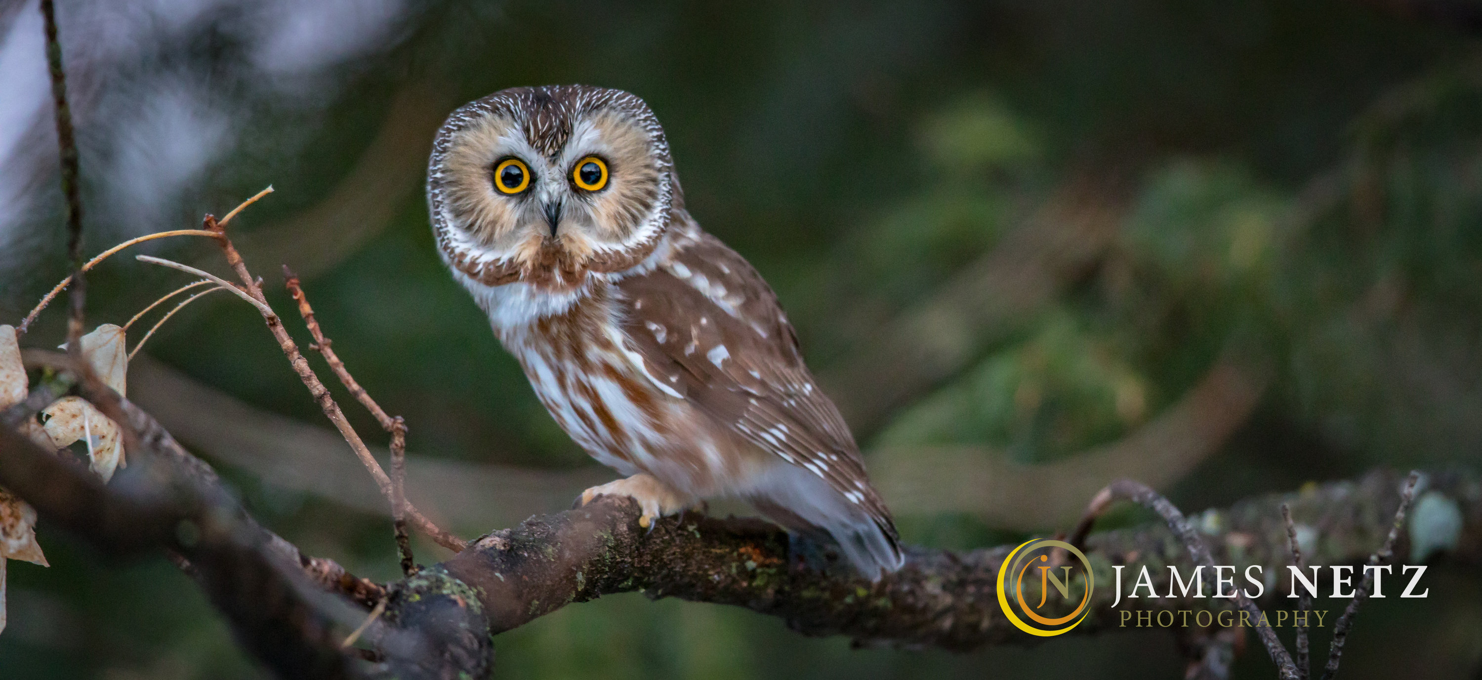 Northern SawWhet Owls James Netz Photography