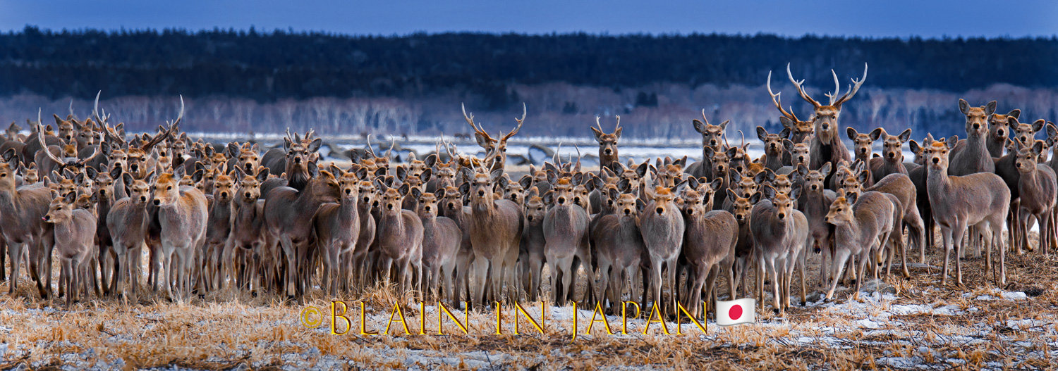 Largest herd of Ezo Sika Deer Ever Photographed on Our Planet