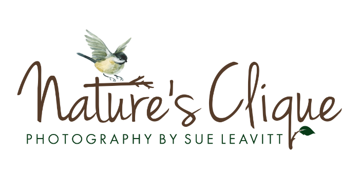 Nature's Clique Photography By Sue Leavitt Logo