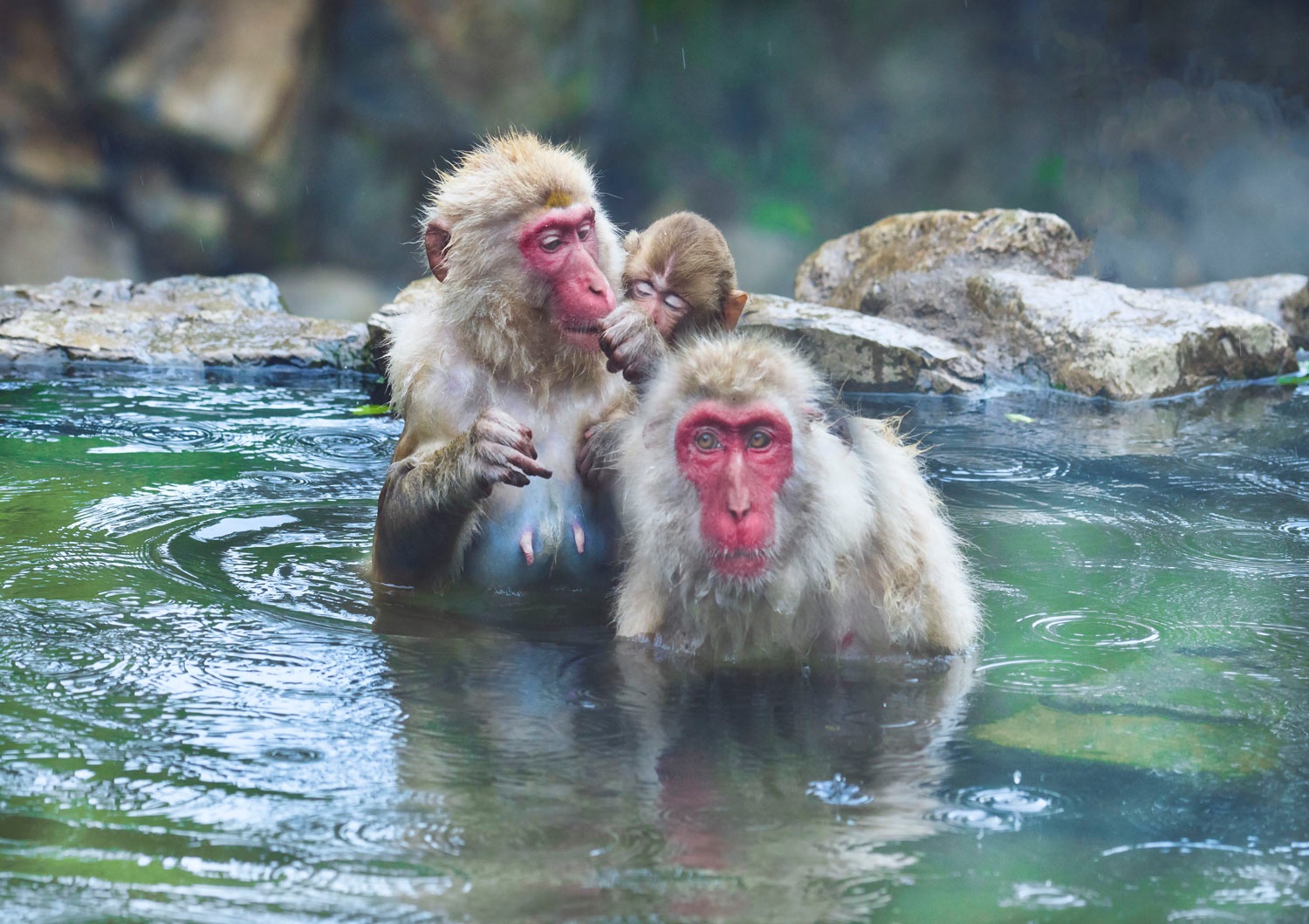 Snow Monkeys Japan Photo Tour Blain Harasymiw Photography