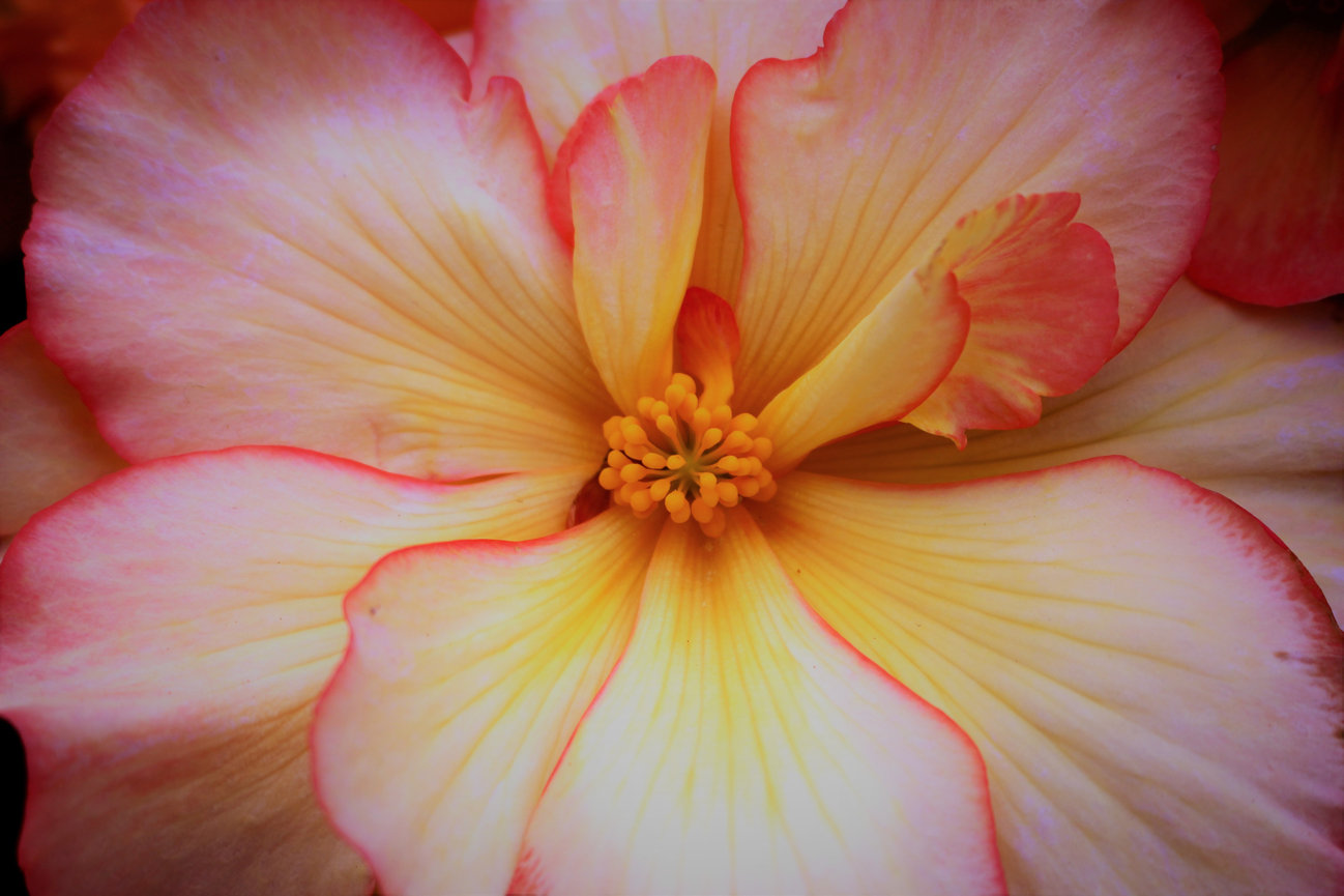 Close-up of a begonia flower with soft yellow petals edged in pink and a cluster of small yellow stamens in the center.