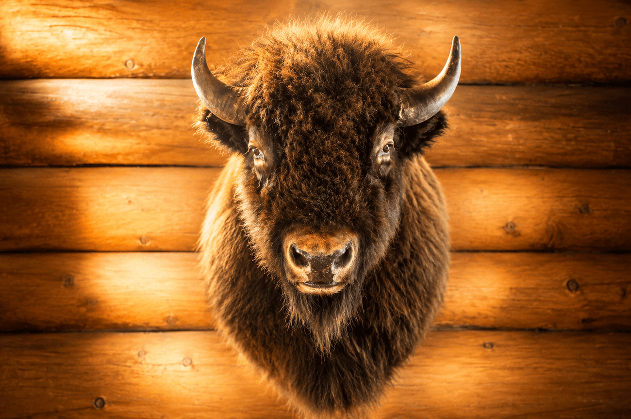 Bison head mounted on a wooden wall.