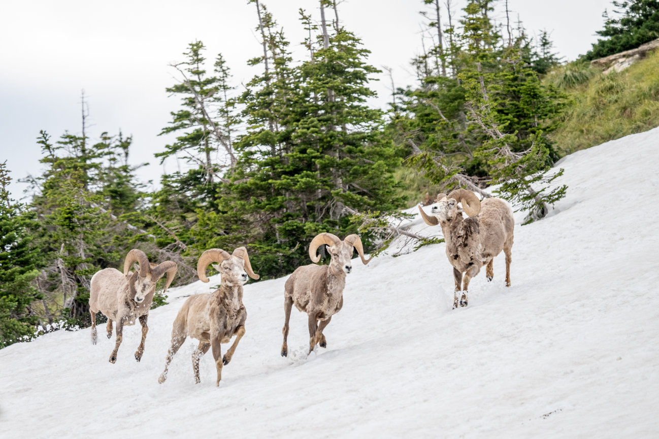 Yellowstone National Park Wildlife Image of a herd of big horn sheep running in the snow