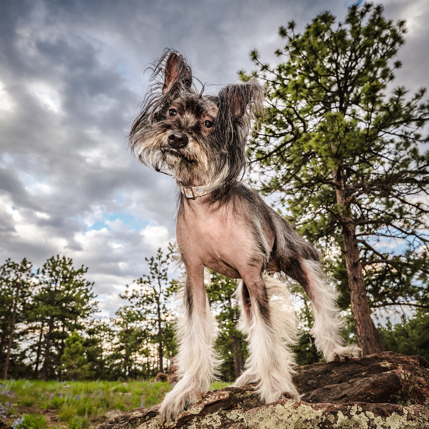 Small scruffy dog standing confidently on a rock under dramatic skies in North Idaho during an outdoor portrait session.