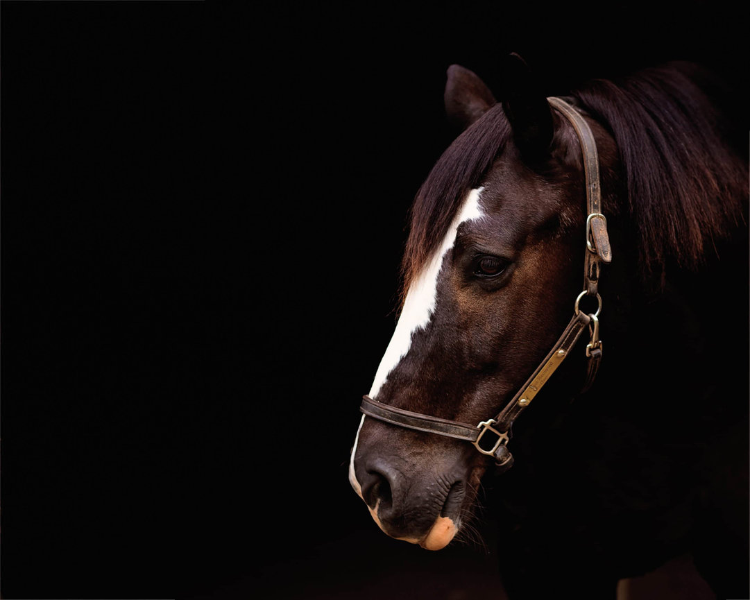 a black horse with a white mark down its face in profile on a black background