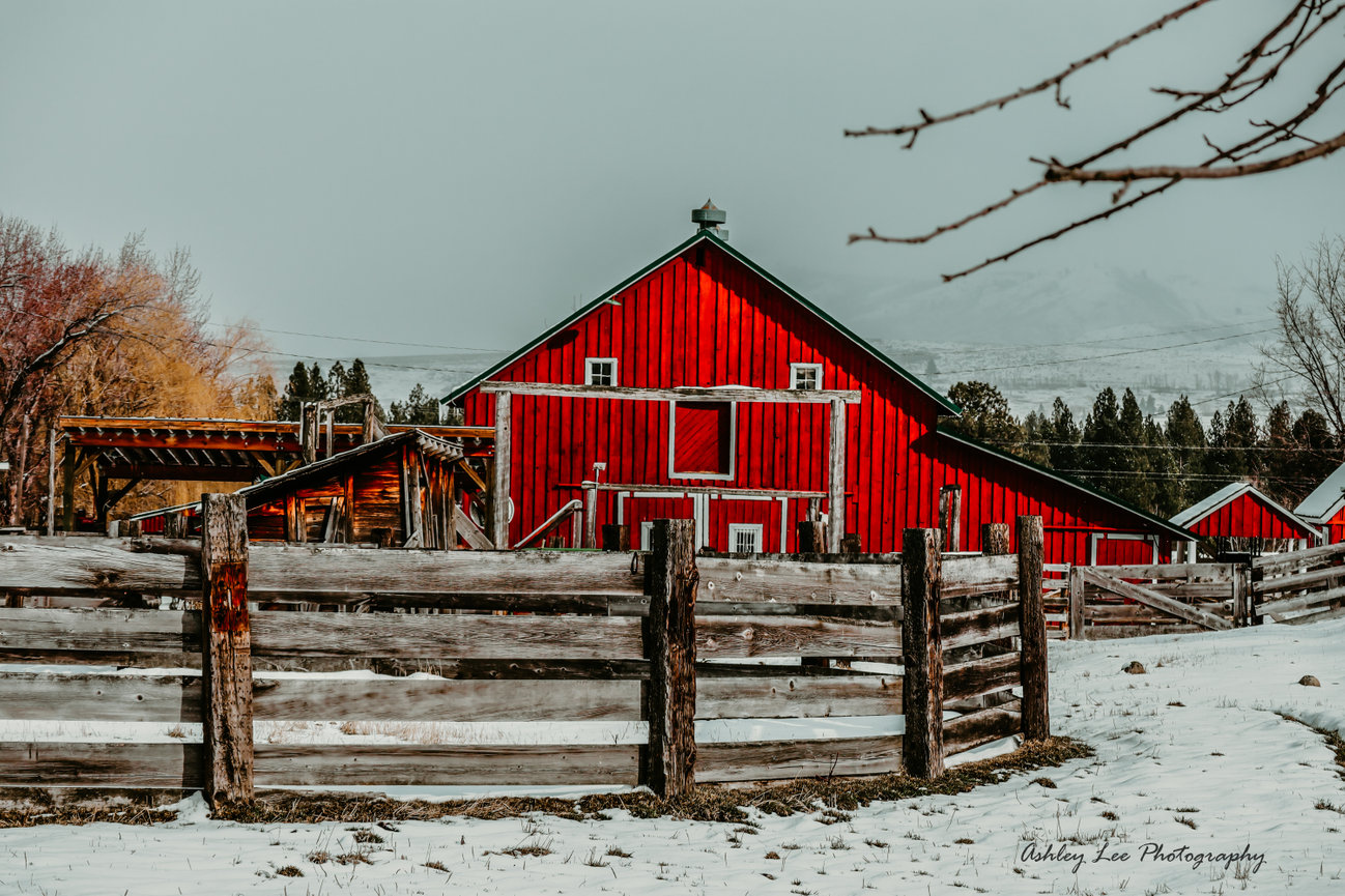 Naperville couple plans to sell estate, horse barn to highest bidder, image size:1298x865