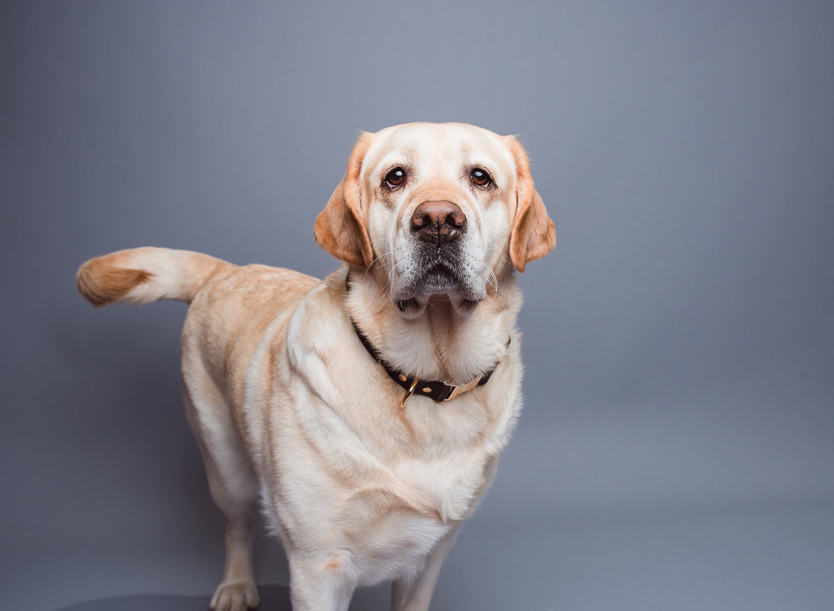 Pet portrait of a Labrador taken at BarkHop Studio, a dog photography studio near Downingtown PA
