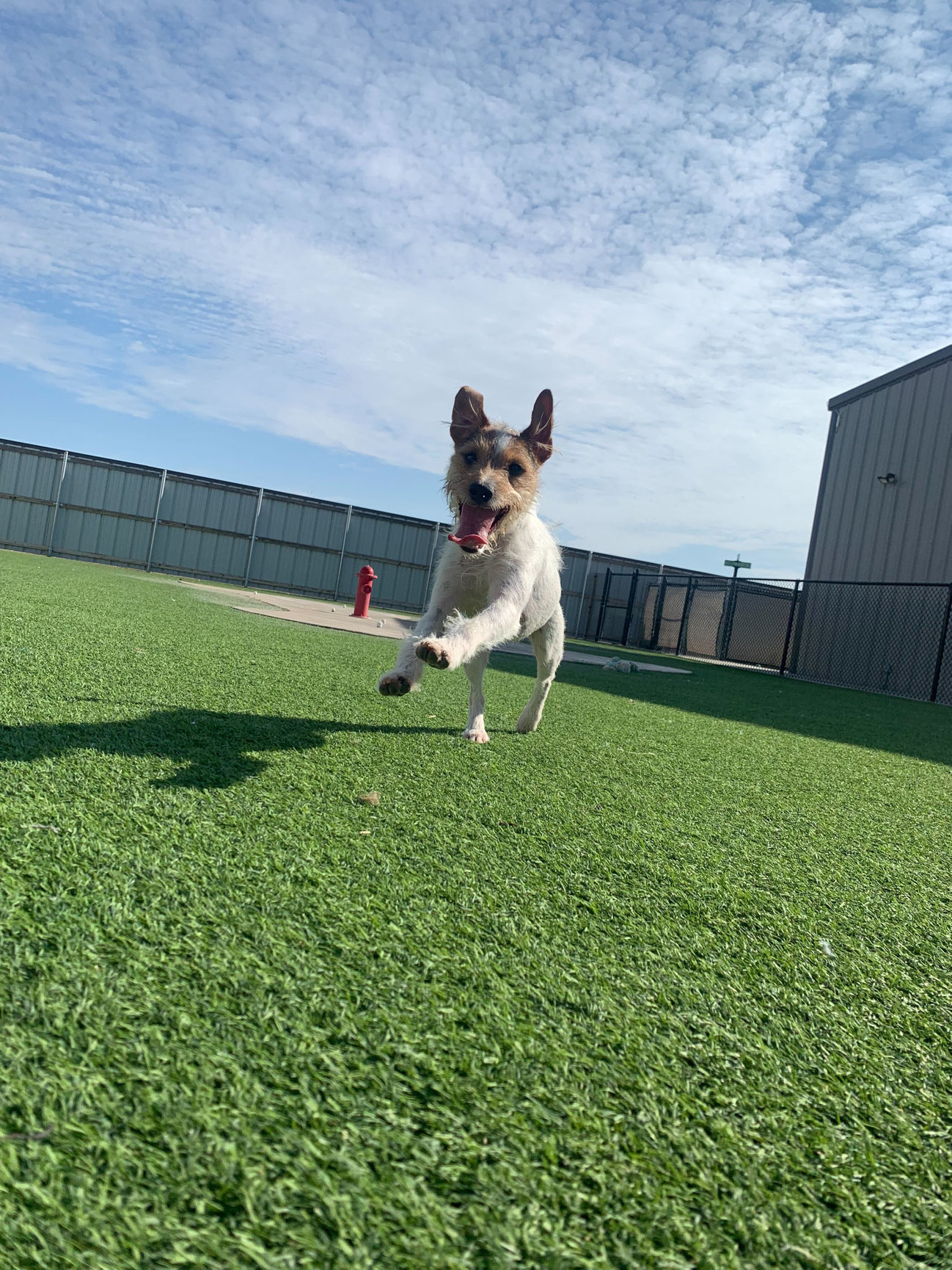 TRAINING Amarillo Fetch