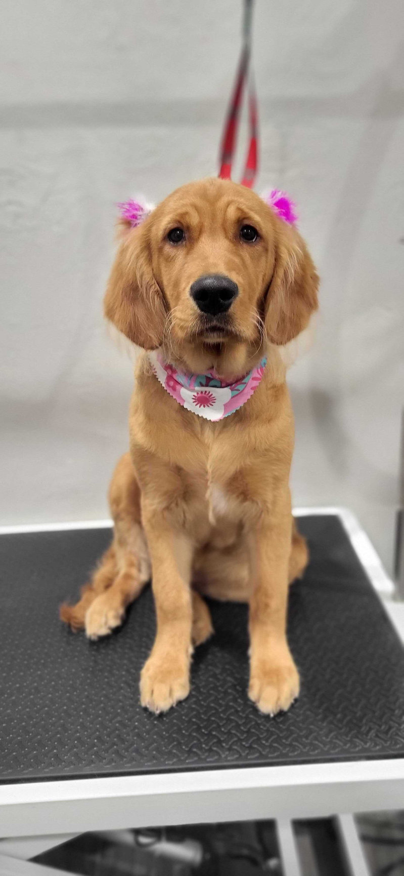 GROOMING Amarillo Fetch