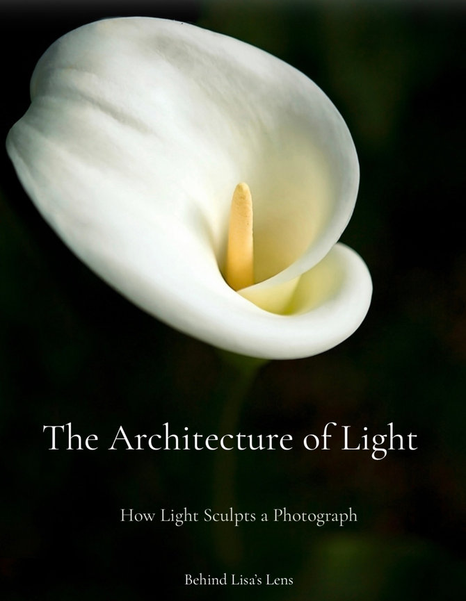 Thoughtful Photography in Shingle Springs, CA, crafted with natural light and connection for small businesses and personal portraits.