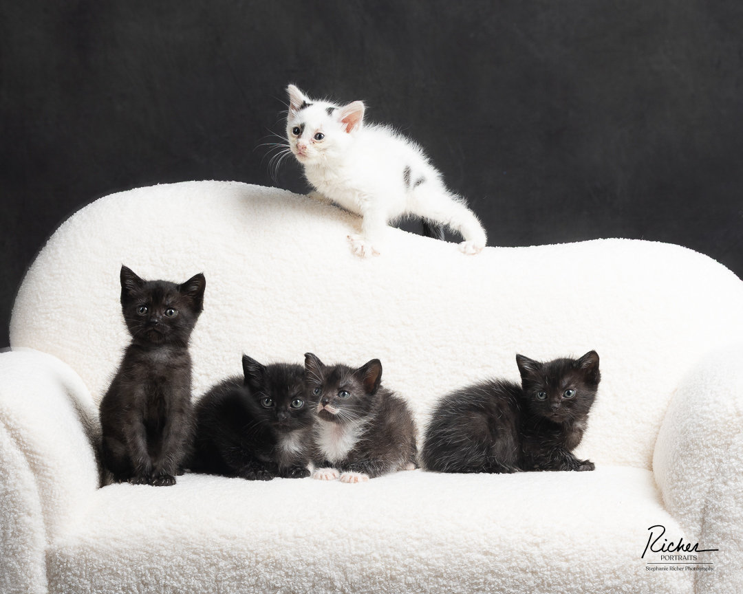 Studio portrait of five kittens—four black and one white—posing on a soft white boucle couch against a dark background.