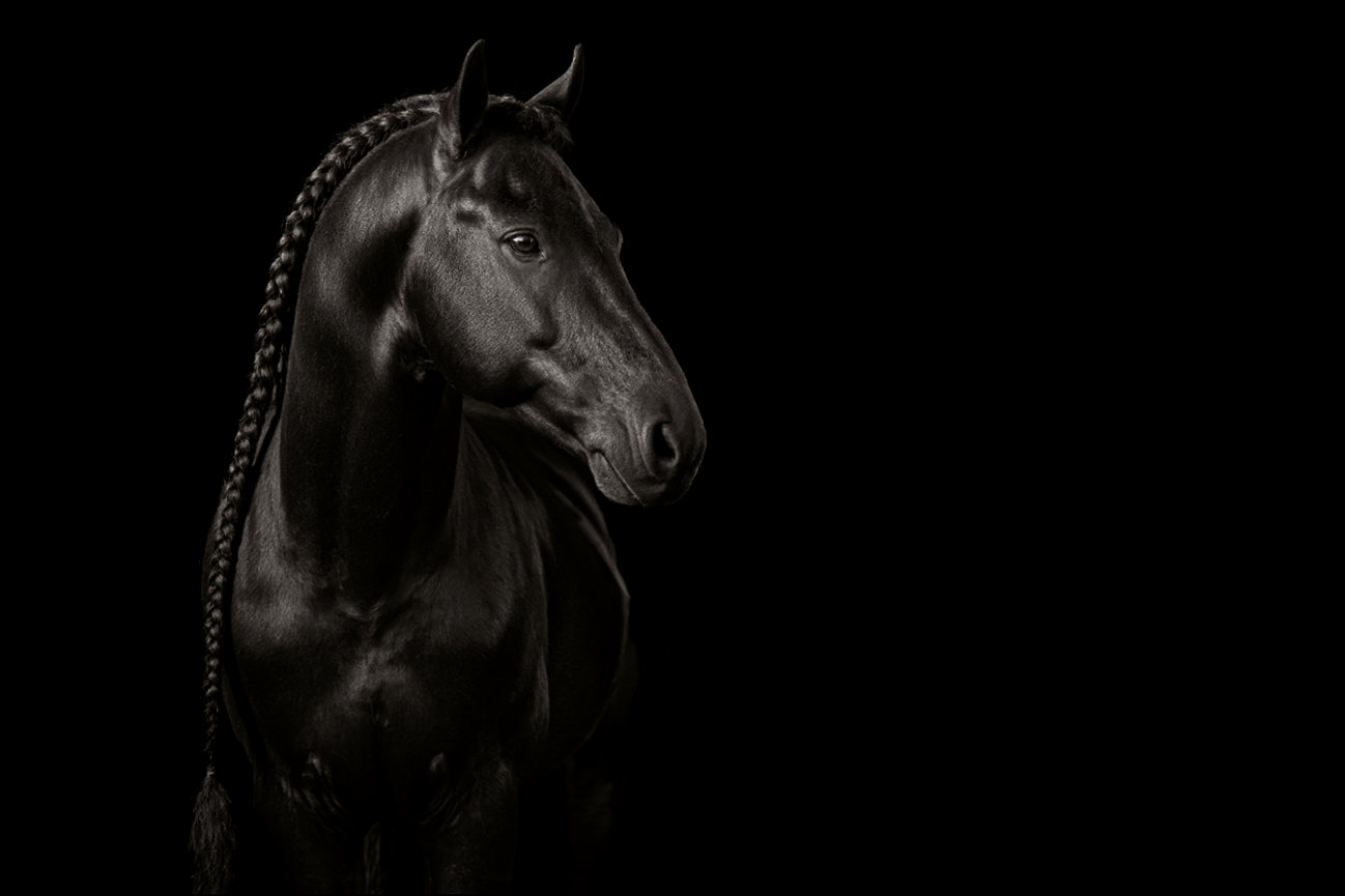 Striking black-and-white fine-art portrait of a braided black horse against a deep black background, showcasing detail and elegance