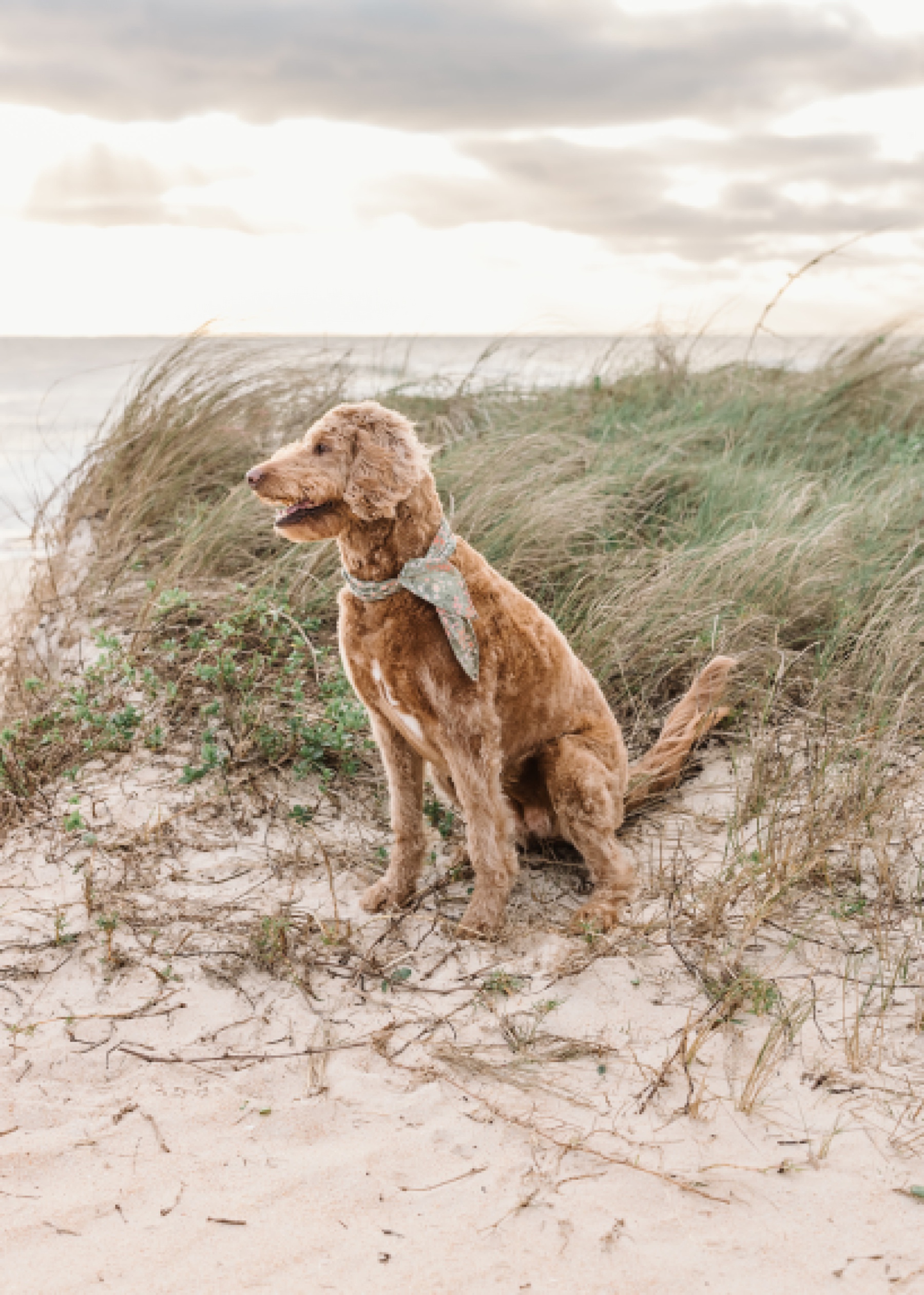portrait of golden doodle at sunrise on the beach in st. augustine florida