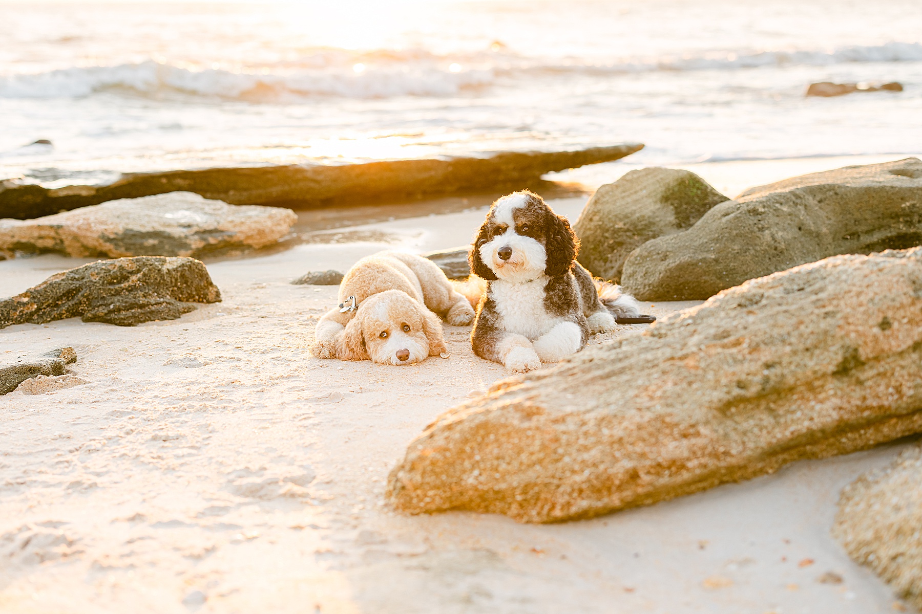 dogs laying on the sandy beach at sunrise in St. Augustine Florida