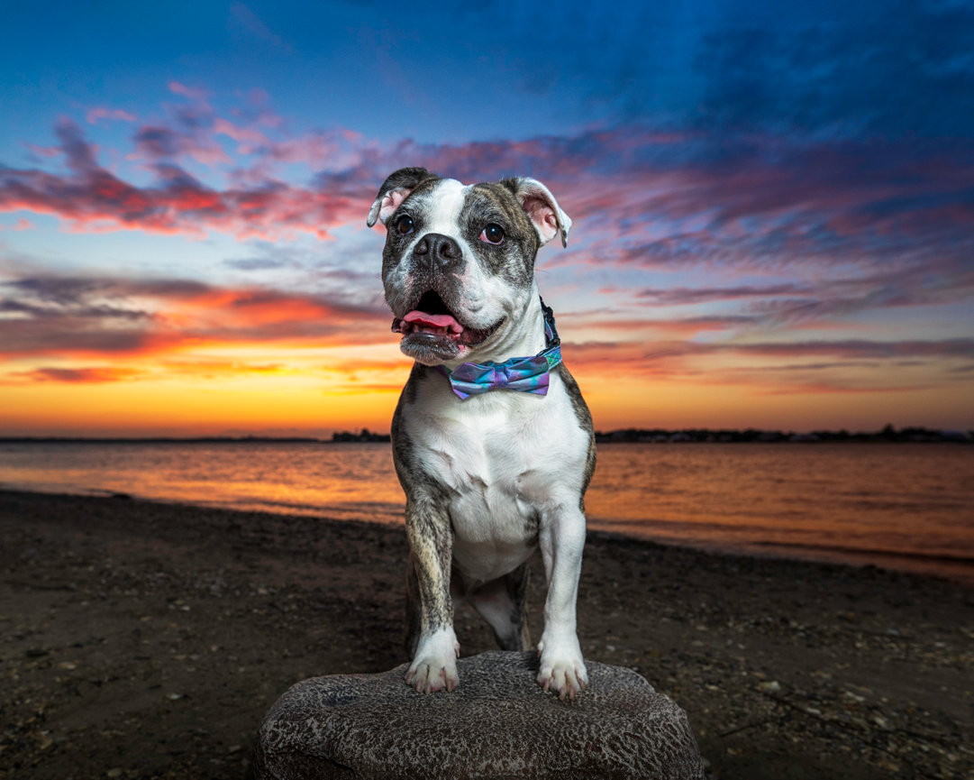 American Bulldog with bowtie posing on the beach during a vivid sunset. Vibrant dog sunset photography in Jacksonville, Florida.