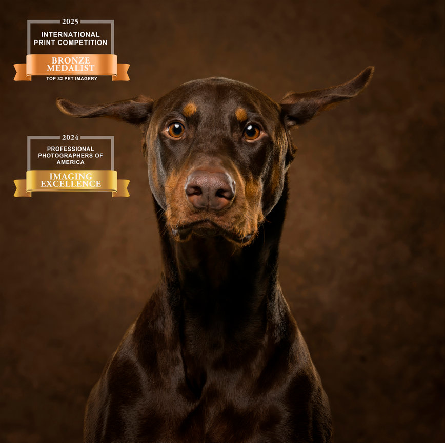 Intense, close-up studio portrait of a Doberman Pinscher against a dark brown background. Awarded Bronze Medalist in the 2025 International Print Competition and Imaging Excellence from PPA in 2024.