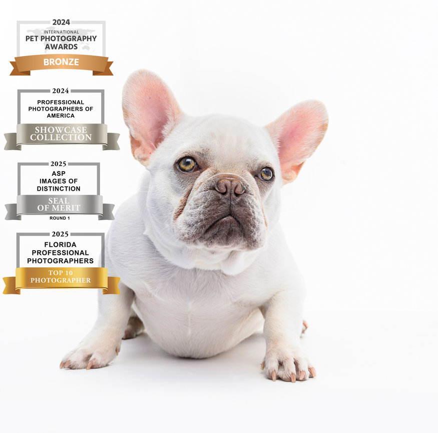 A French Bulldog sits against a white background, surrounded by award badges for photography achievements.