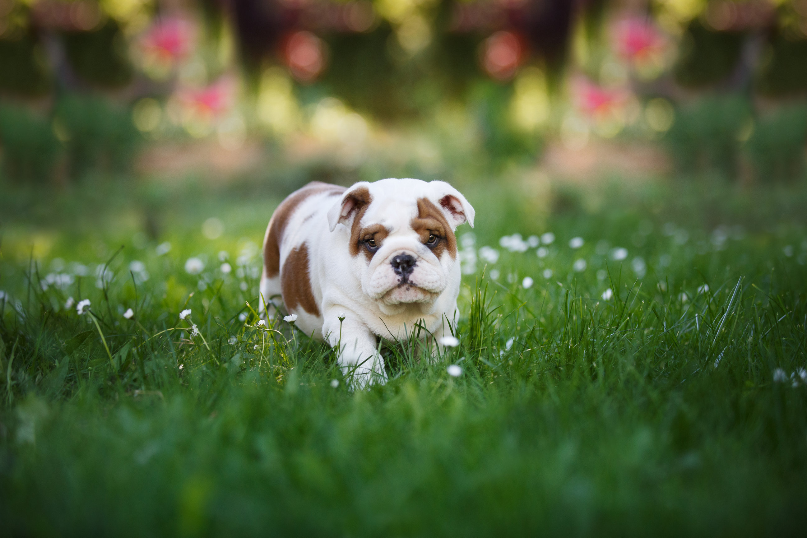 puppy-season-kim-yanick-portraits