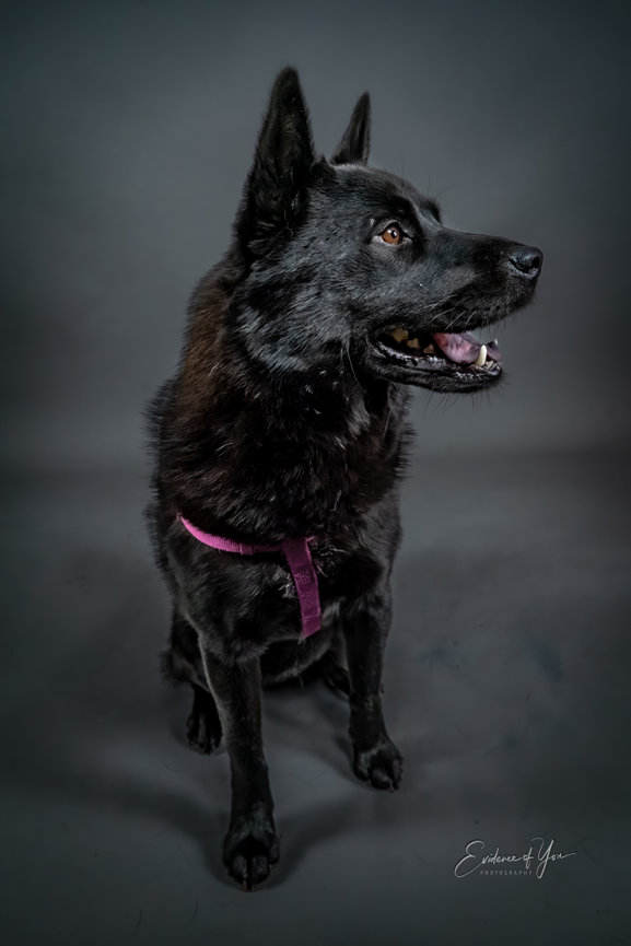Black dog with pointy ears, wearing a purple harness, looking to the side against a dark gray background.