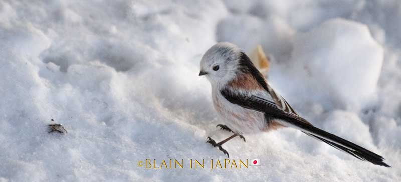 Sweet Adorable Little Puffballs - Photograph Shima Enaga Hokkaido Photo ...