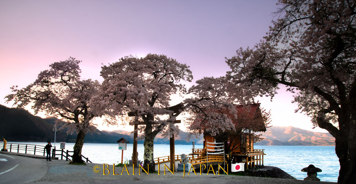 Discover the Enchanting Bloom - Akitas Cherry Blossom Photo Tour