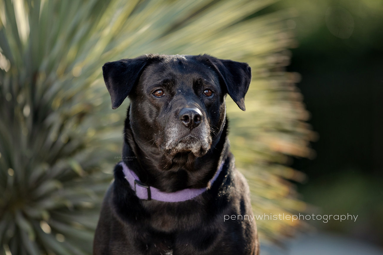 are dogs allowed at the grapevine botanical gardens