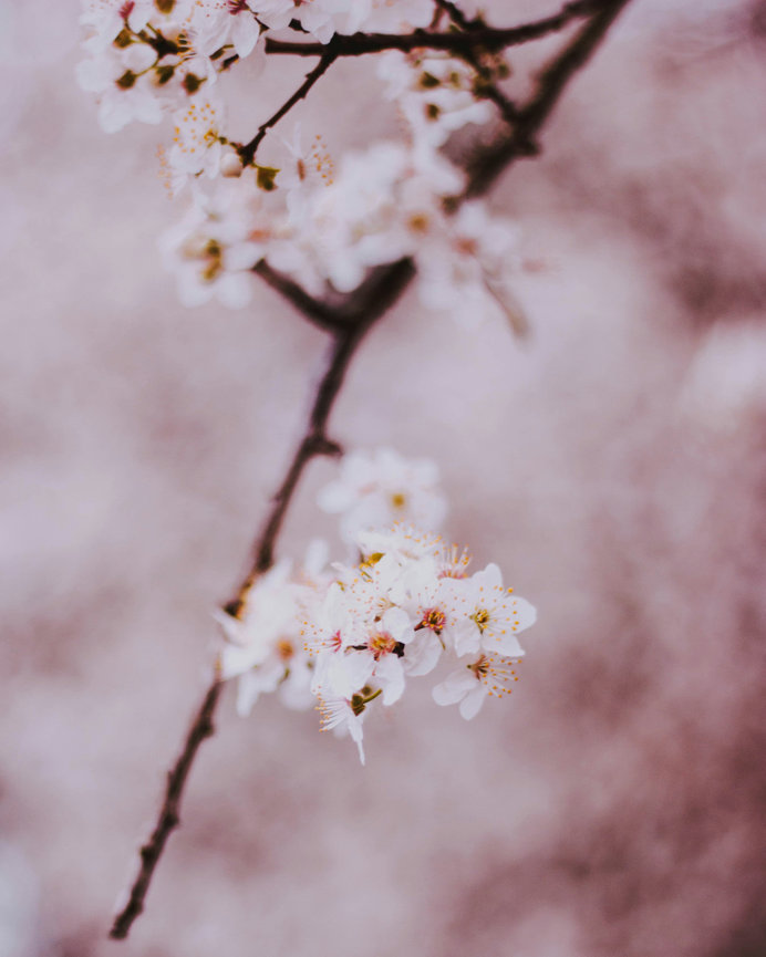 Jasmin captures graceful botanical imagery with careful timing for elegant wall art and collections.