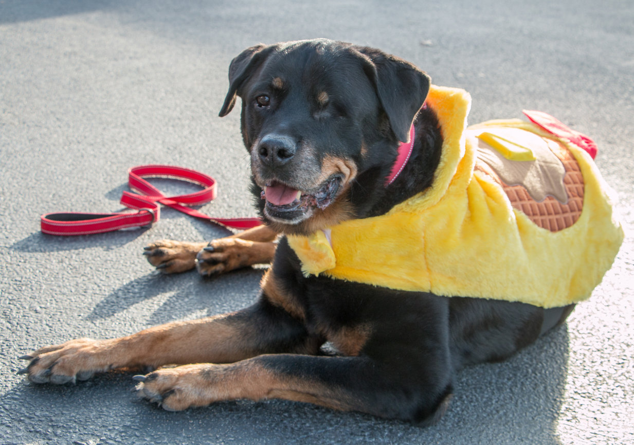 Rottweiler wearing a yellow costume with a red leash on a paved surface.