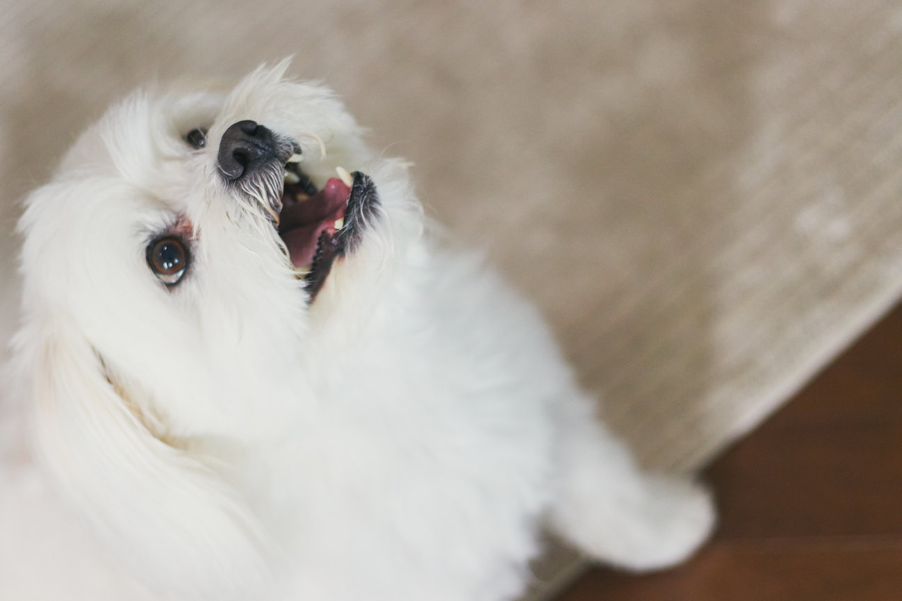 Support a Medicine Hat pet photography business with donations that help Jenn provide consistent, professional visuals for clients and online marketing.