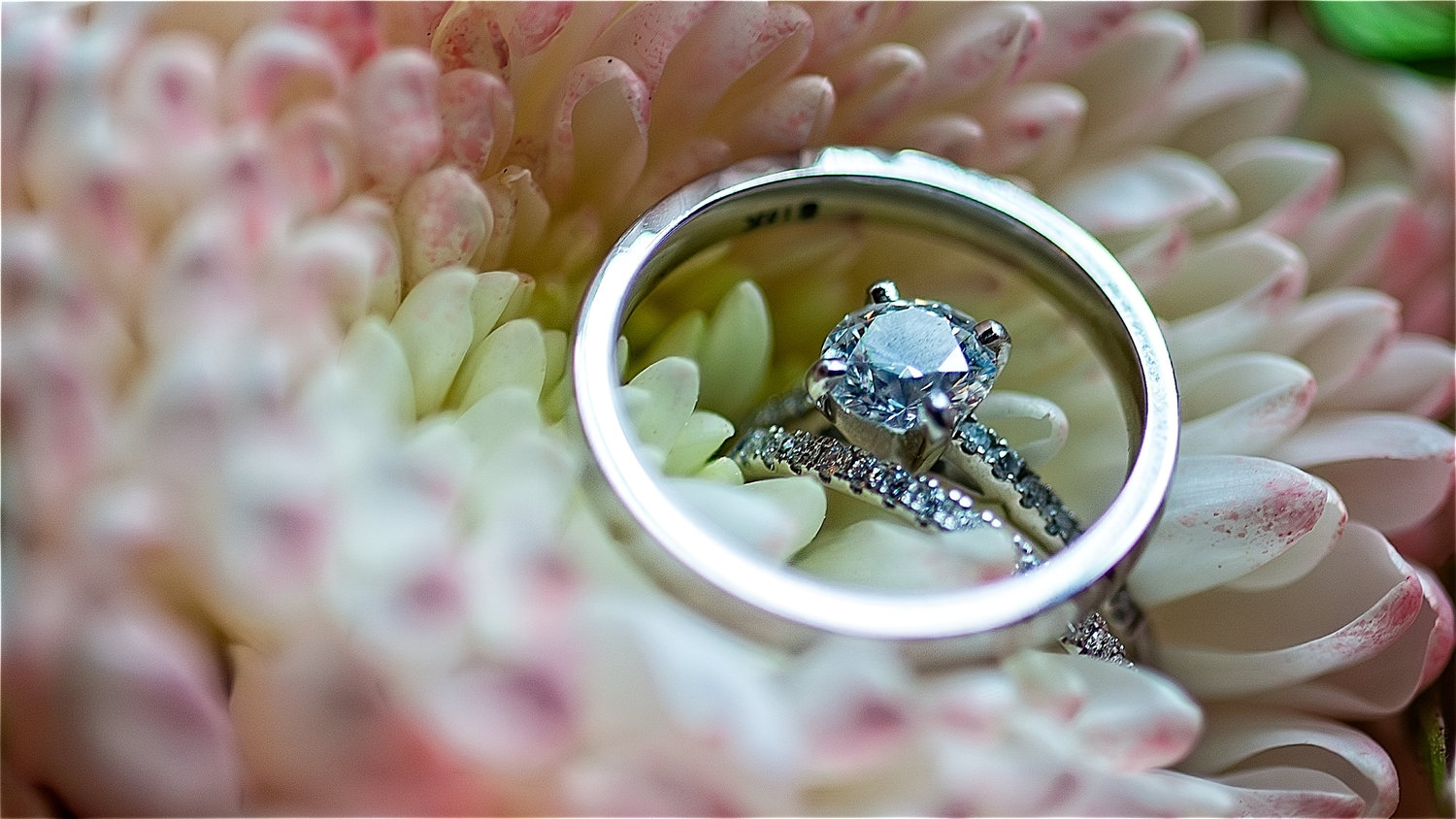 Close-up of a diamond engagement ring and wedding band nestled within the petals of a soft pink and white chrysanthemum flower.