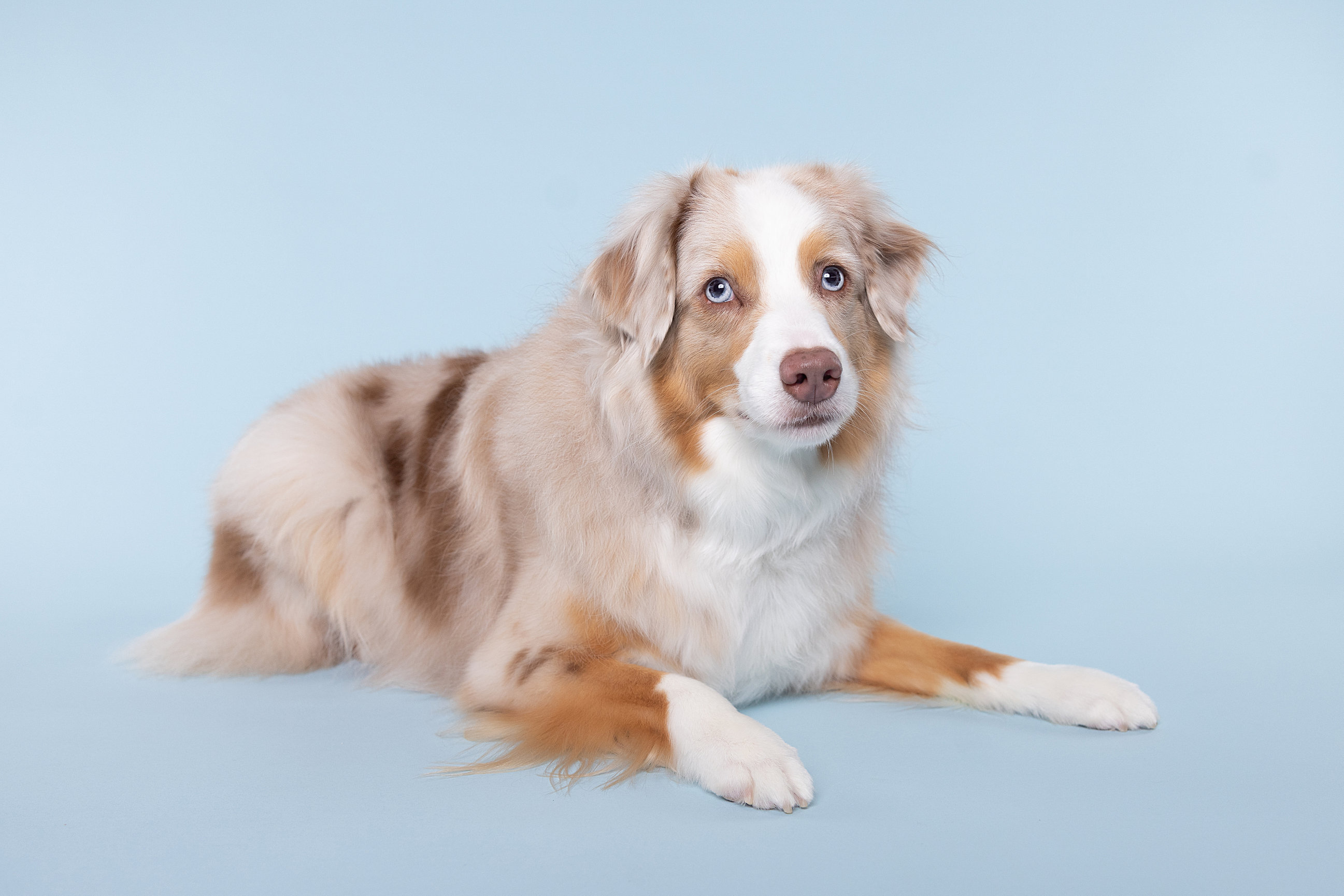 Pets by Christina | Wentzville Pet Photographer