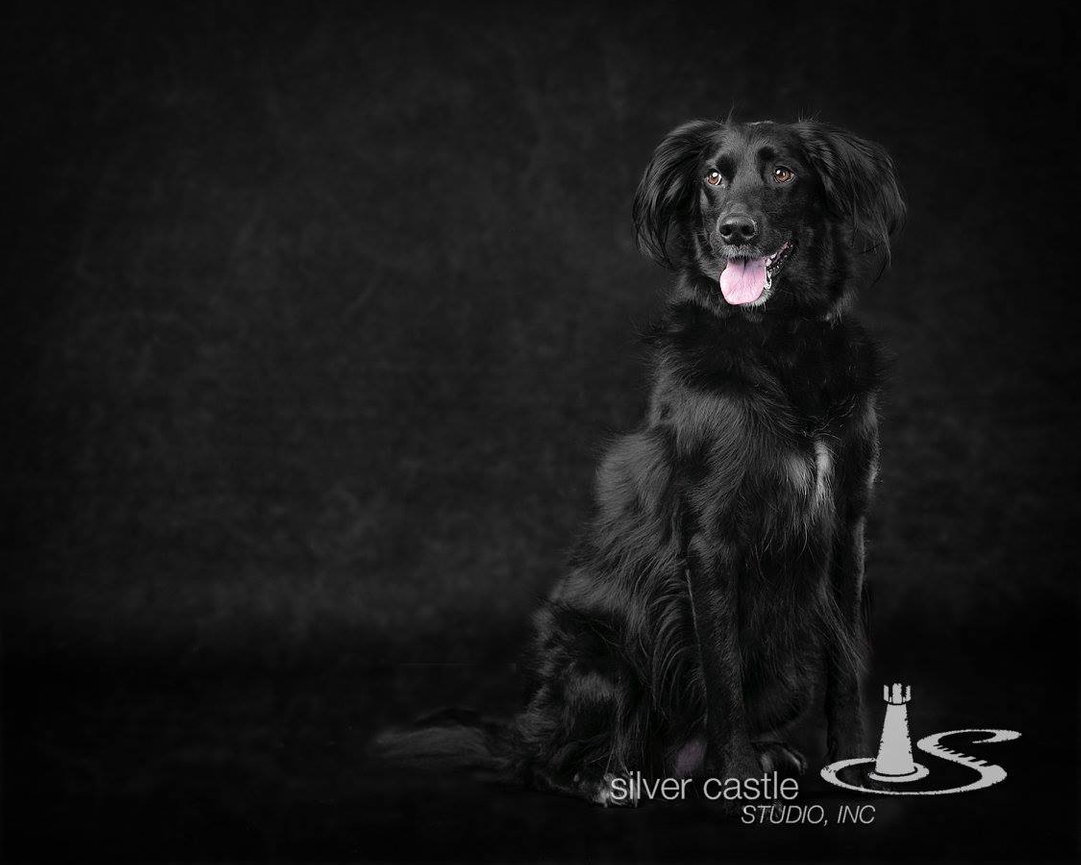 Black dog sitting and looking off camera in a dark studio.