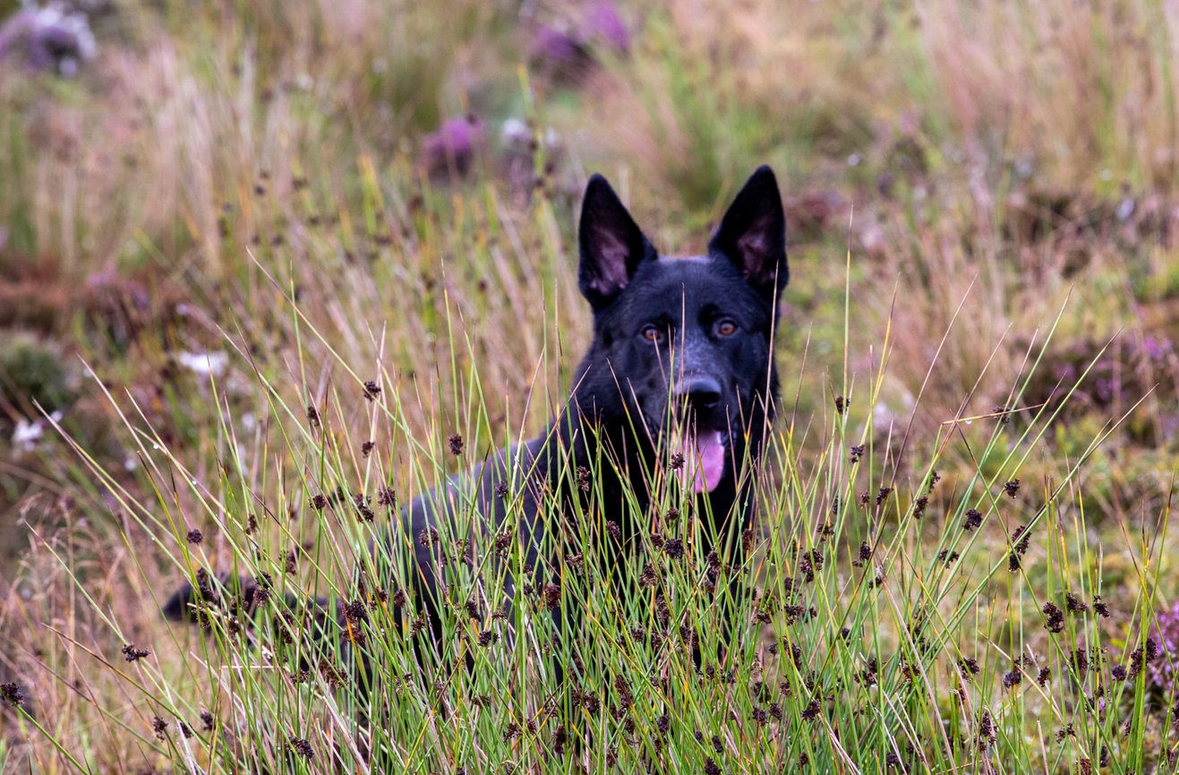 A black dog sitting in tall grass with a playful expression, surrounded by lush greenery.